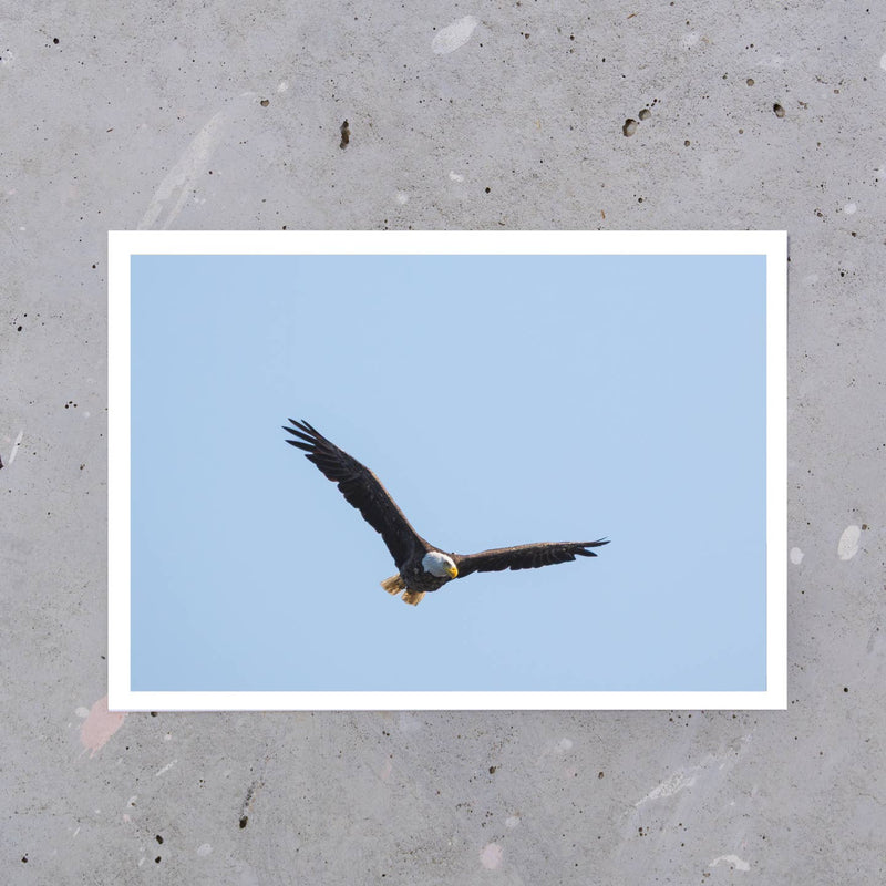 Ocean Springs Postcard