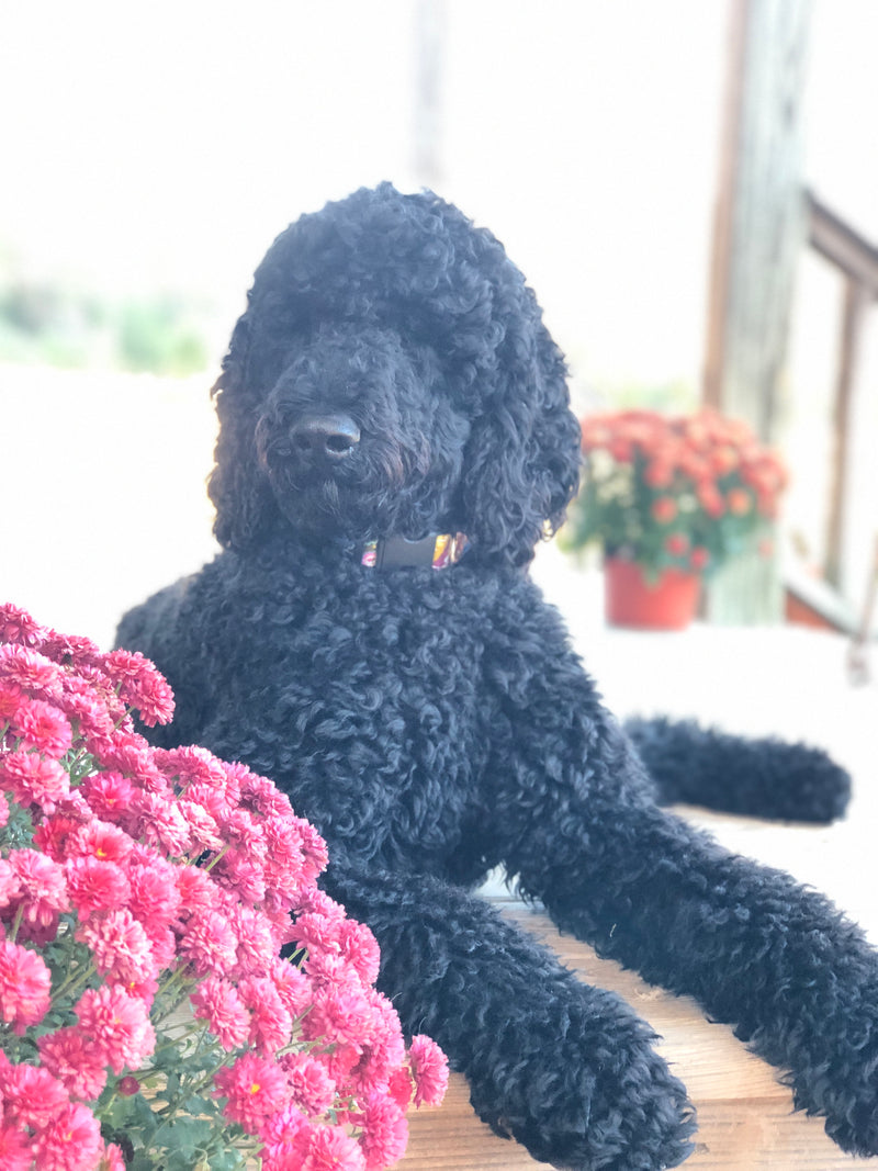 Christmas Pet Collars